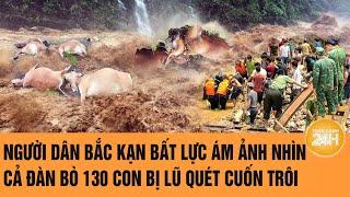 Vấn đề hôm nay: Người dân Bắc Kạn bất lực ám ảnh nhìn cả đàn bò 130 con bị lũ quét cuốn trôi