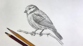 Как нарисовать птицу простым карандашом / Pencil drawing of a bird