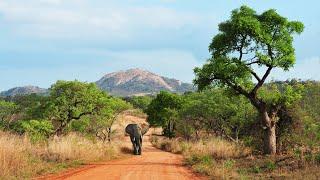 ON THE ROADS of KRUGER National PARK with dangerous African animals (French).