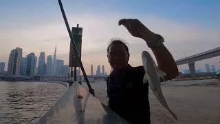 BIG fish on this Fishing Spot Dubai, D3 Business Bay