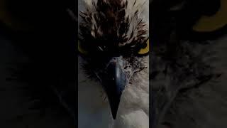 Eagle's Eye #shorts #horror #scary #birds #eagles