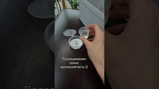 Проращивание семян адениума(часть 1). Адениум Арабикум Black Boat x Black Ship(мое опыление)🫶