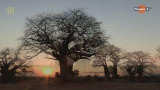 Baobab drzewo nie z tej ziemi - film dokumentalny lektor pl