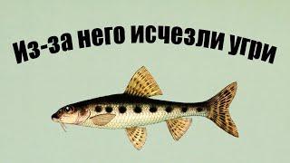 Как ПЕСКАРЬ СТАЛ главной ПРИЧИНОЙ ГИБЕЛИ УГРЯ и другие интересные факты об этой рыбе