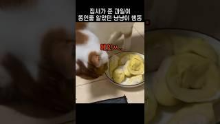 "자꾸 덮으려고.." 냥냥이 과일 줬는데 똥인줄 알았던 반응