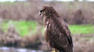 BUIZERD....[25-02-2025]