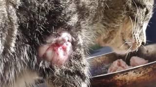 cat with injured leg wants food