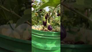 Maadi Thottam | Terrace Garden #tamil #maadithottam #gardening #terracegarden #sai