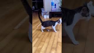 Interesting pet videos! #cat #dog #pets #music #meme #funny
