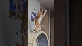 주말에 낚시를 간다고?! 웃기지마라냥!!! #개냥이 #고양이 #cat