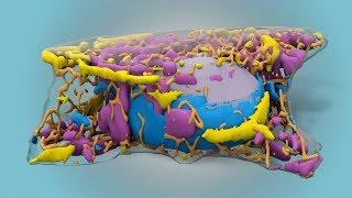Allen Integrated Cell: A new way to see inside live human cells