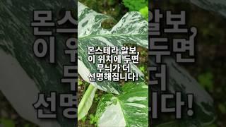  몬스테라 알보, 이 위치에 두면 무늬가 더 선명해집니다! 