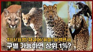 구별 가능하면 상위 1%? 치타/표범/재규어/퓨마/블랙팬서