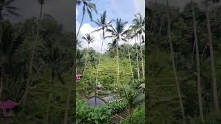 Rice terrace in Bali, Indonesia #travel #Bali #shorts