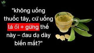 Chữa KHỎI Viêm Loét Dạ Dày Sau 2 Tuần Với Lá Ổi Và Gừng, Ai Cũng Bất Ngờ!