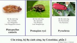 Côn trùng, bộ Bọ cánh cứng, họ Cetoniidae, phần 2 pan josh insect beetles voi bronchus coccinea