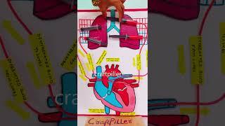 blood circulation working model - #shorts  | craftpiller