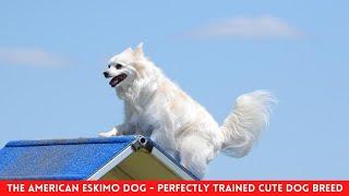 THE AMERICAN ESKIMO DOG - PERFECTLY TRAINED CUTE DOG BREED