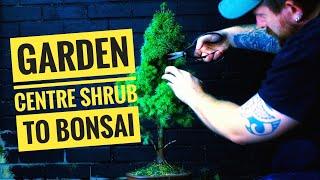 PICEA SPRUCE BONSAI "HOW TO MAKE BONSAI FROM GARDEN CENTRE SHRUB"