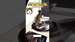 流浪猫闯入厨房留下一片狼藉，搞得整个家里恐龙扛狼的，看得出双方都挺着急的 #best #dog #fail