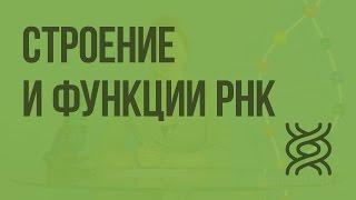 Строение и функции РНК. Видеоурок по биологии 10 класс