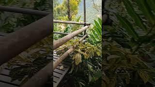 Terraza Cafe DSB #shortvideo #trending #ytreels #youtubeshorts #viralvideo  @arlenelangga3511