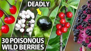 Learn to Identify these 30 Poisonous Wild Berries