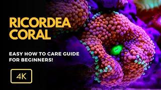 Ricordea: O Coral Sofisticado e Colorido para Seu Aquário (Ricordea spp.)