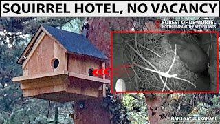 ️ Squirrel HOTEL – Enjoy Nature Moments in the Forest of De Mortel! 