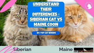 Understand Their Differences - Siberian Cat vs Maine Coon | Top Cat Breeds