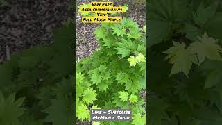 Very Rare Acer shirasawanum ‘Seyu’Full Moon Maple! @MrMapleShow #japanesemaple #mrmapleshow