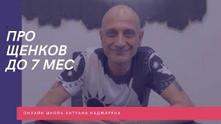 Про щенков до 7 мес