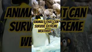 Animals That Can Survive Extreme Environments ️