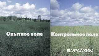 Опыт внедрения системы питания по технологии Группы «Уралхим» при выращивании рапса
