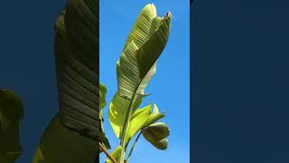 palm leaf and sky #palm #tropical #beach #landscape #tree #plant #banana #view #summer