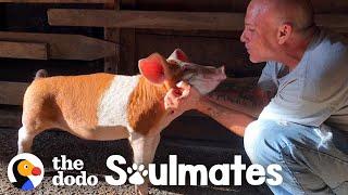 Pig Loves To Launch Himself Onto His Dad's Lap | The Dodo Soulmates