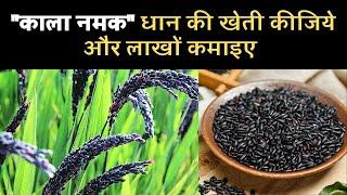 Black salt paddy: काला नमक धान की खेती से लाखों कमाइए, सरकार दे रही है खेती को बढ़ावा