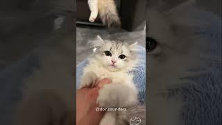 #CutePet#Shorts