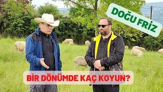 DOĞUFRİZLERİN GELİŞMELERİNİ KONUŞTUK | APEX HAYVANCILIK KÜRŞAT KAPLAN | OTG ÇİFTLİĞİ VLOG 5