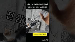 이별전잠시기거집#길고양이 #재미로고양이 #집사 #straycat