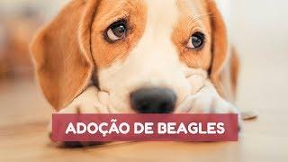 Se você tem um Beagle, por favor, me ajude!