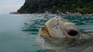 Giant Green Turtle Eating Grass @ Perhentian Island, Malaysia