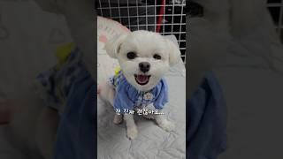 연기하는 귀여운 강아지 ㅎㅎㅎ #강아지 #말티즈 #귀여운강아지