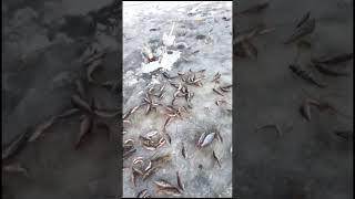 Сибирь хороший клёв #рыбалка#окунь#чебак