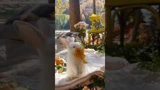 Loài Vật Hài Hước( chú thỏ béo) #độngvật #dongvatdethuong #dongvatcute #giaitri #giảitrí #tiktok