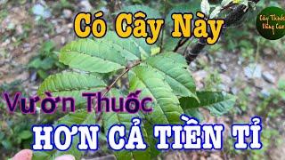 PHÚC LỚN Tiền TỈ Cho Ai Biết Trồng Cây Thuốc Quý Này | CTVC