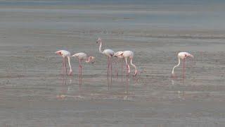 On their way to Africa, pink flamingos stop over in Cyprus | AFP