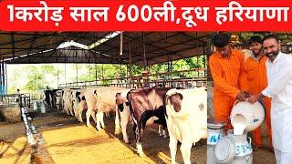 1करोड़ साल 600लीटर दूध 40 गाय हरियाणा dairy farming in Haryana#dairyfarming