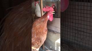 Adorable Rooster Crowing Sounds | Amazing Rooster Crowing Loudly | shorts