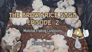 The Brown Rice Saga Episode:2 Monotub Fruiting Conditions + Monster Clone .::. Beginner's Guide